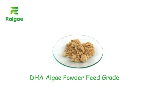 Animal DHA Nutrition Supplements Schizochytrium DHA of Algae Powder Feed Grade CAS6217